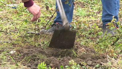 Projeto de reciclagem contribui para a reflorestação através da recolha de rolhas