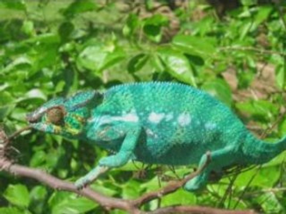 Video Sefyu - La légende - sefyu, rohff