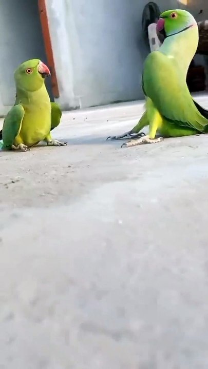 Miyan Mitthu parrot talking in sweet Voice talking #parrot #shorts
