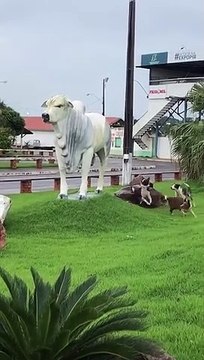 Border Collies Try to Herd Statue