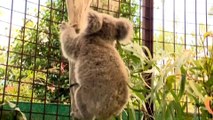 NSW government commits to protecting koalas in Sydney's south-west