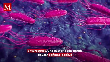 ¿Qué son los enterococos, bacterias encontradas en playas de México? Así afectan a la salud