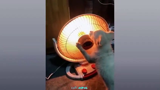 Funny Dog And Cat Funniest Animals _Funniest Animals Video - Best Cats and Dogs - Funny Cats and Crazy Dogs Videos 2023! shorts