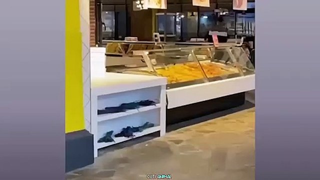 Funny Dog And Cat Funniest Animals _Funniest Animals Video - Best Cats and Dogs - Funny Cats and Crazy Dogs Videos 2023! shorts