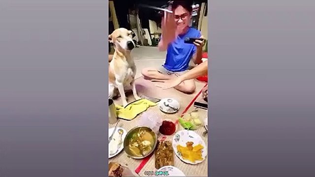 Funny Dog And Cat Funniest Animals _Funniest Animals Video - Best Cats and Dogs - Funny Cats and Crazy Dogs Videos 2023! shorts