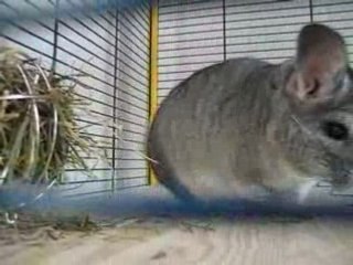 TWEENY MISS  MARIGNANE 2008