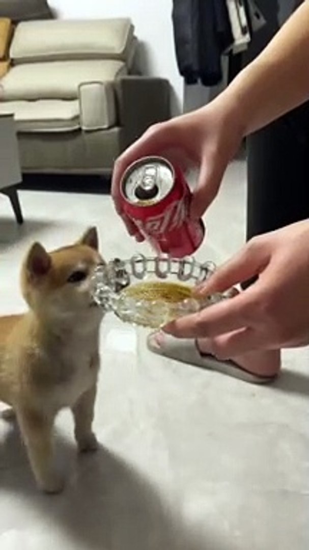 ⁣Dog Drink Coke | Coca-Cola | Funny Animals | Dog Funny Moments | Cute Pets #animals #pets #dog #dogs