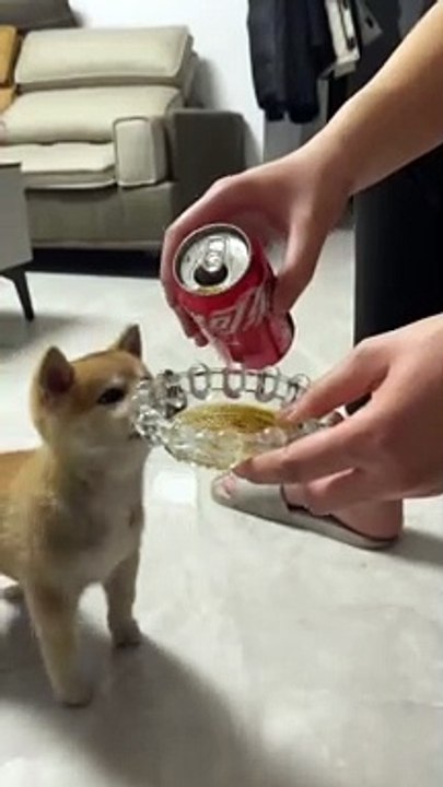 Dog Drink Coke | Coca-Cola | Funny Animals | Dog Funny Moments | Cute Pets #animals #pets #dog #dogs