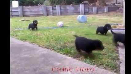 Funny Dogs   Funny Animal   Best Funny Videos Puppy 2015