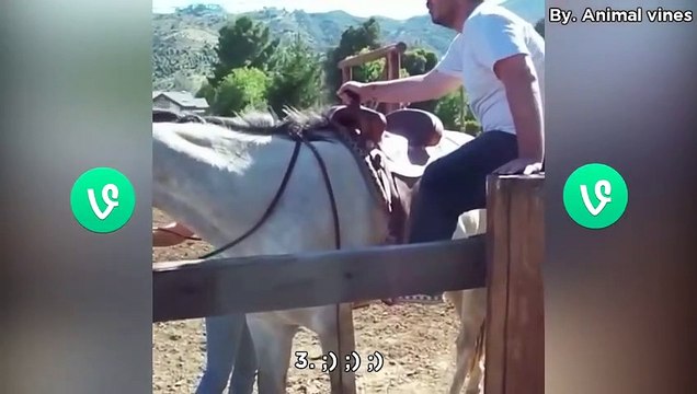 Pet and Animal Vine Compilation 2015 funny animals Vines ● 2015 funny animals compilation