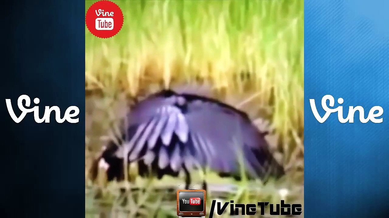 Animal Voice Over Vine Compilation Funny Lip Reading HD ★★★ Vidéo