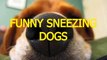 Funny sneezing dogs - Animal compilation (2)