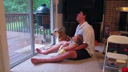 Failure of cats, dogs    Funny Animal Videos weekly 2015    Funny Berry Animals #21