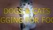 Funny cats and dogs begging for food - Cute animal compilation 2015