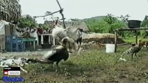 Funny Animals Animal Fights Caught On Tape