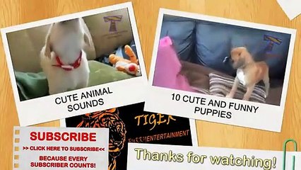 Top 10 rollover tricks - Funny and cute animal compilation