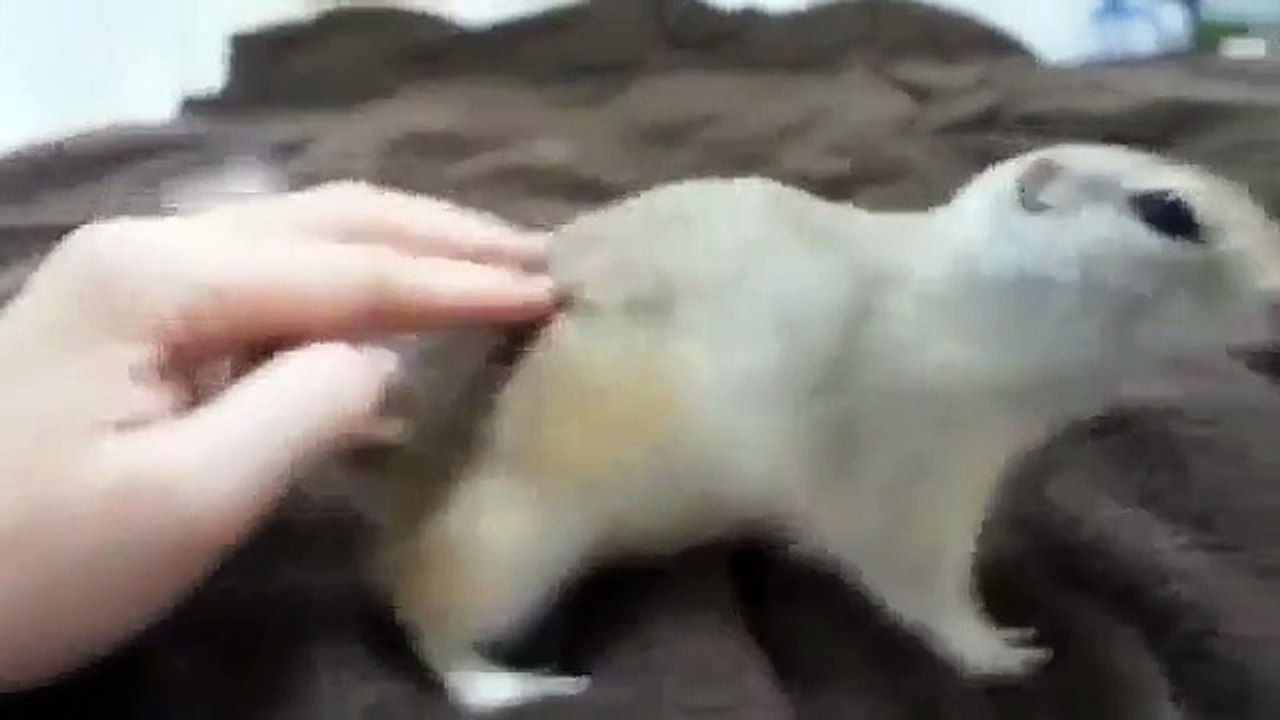 and x202a;New Animal Funny Videos 2014 Cute Squirrel Enjoyinh A carrot Funny Videos and x202c; and r