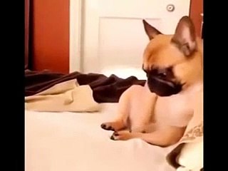 Funny Animal Video   Funny puppy Dog 2015