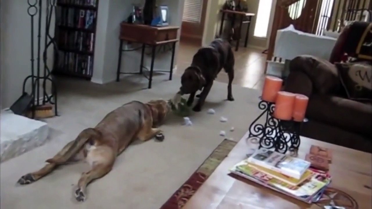 Lazy Dogs Compilation