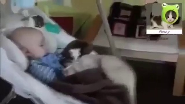 Funny animals stealing stuff Cute animal compilation