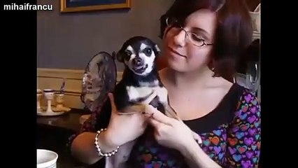Funny Chihuahua Dogs Getting Angry Compilation 2014 [NEW]