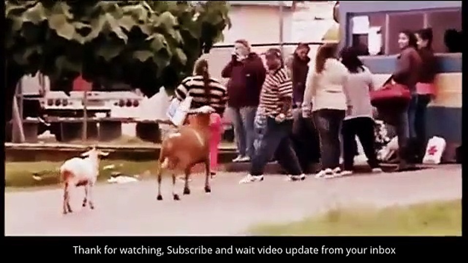 Funny Animals  Funny Animal Attacks (2)