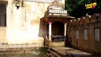 FUNNIEST Animal Compilation Ever 2015 Collection