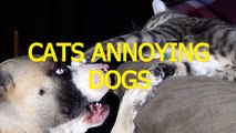 Funny cats annoying dogs   Cute animal compilation