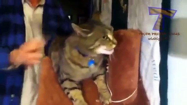 Animals screaming and making funny noises Funny animal sound compilation PART 2 (2)