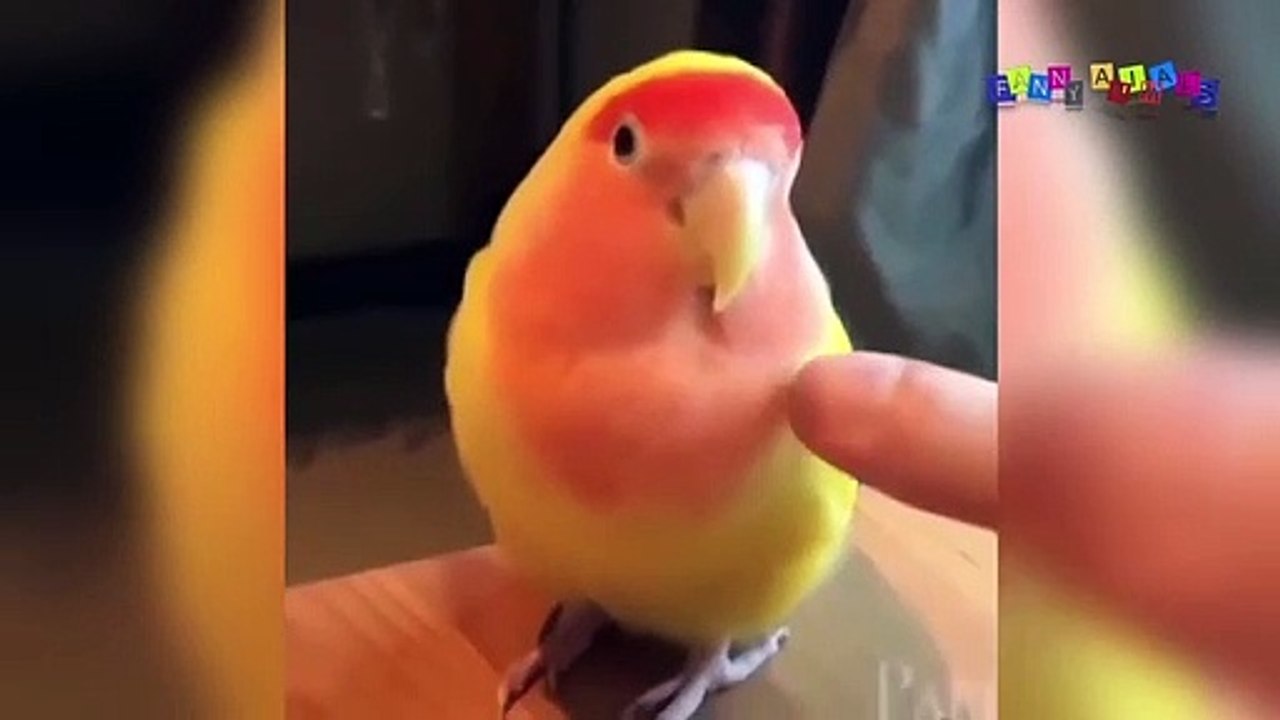 Разные приколы с разными животными #3