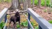 Funny Animal Videos funny video clips funniest videos humor videos