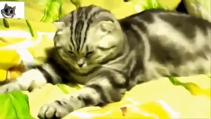 Funny cat vines   Funny dogs dancing - [June 2015]