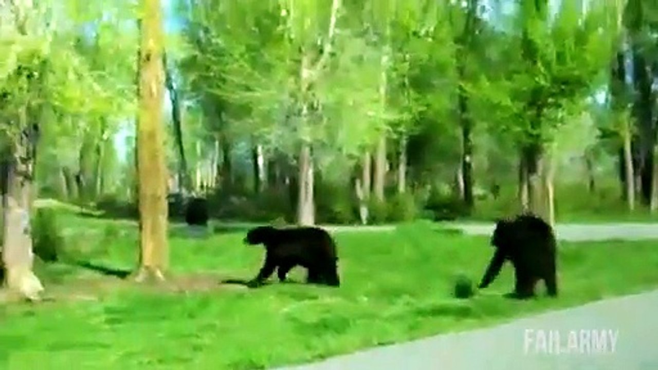 Funniest Animal Fails Compilation   FailArmy