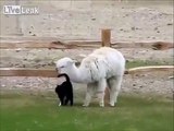 Alpaca Stalked By Cat Animal Funny Video 2014