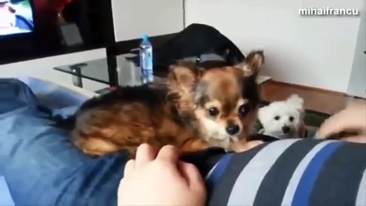 Funny Angry Dogs Barking And Growling Compilation 2014   Dog Barking Videos   Braking Dog