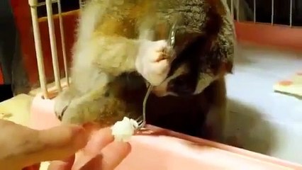 Loris Eating Rice Ball   Funny Animal Videos