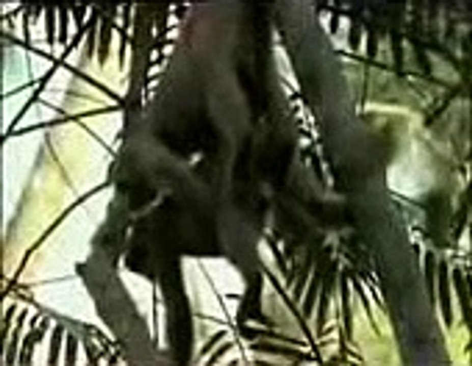 funny animal moting.