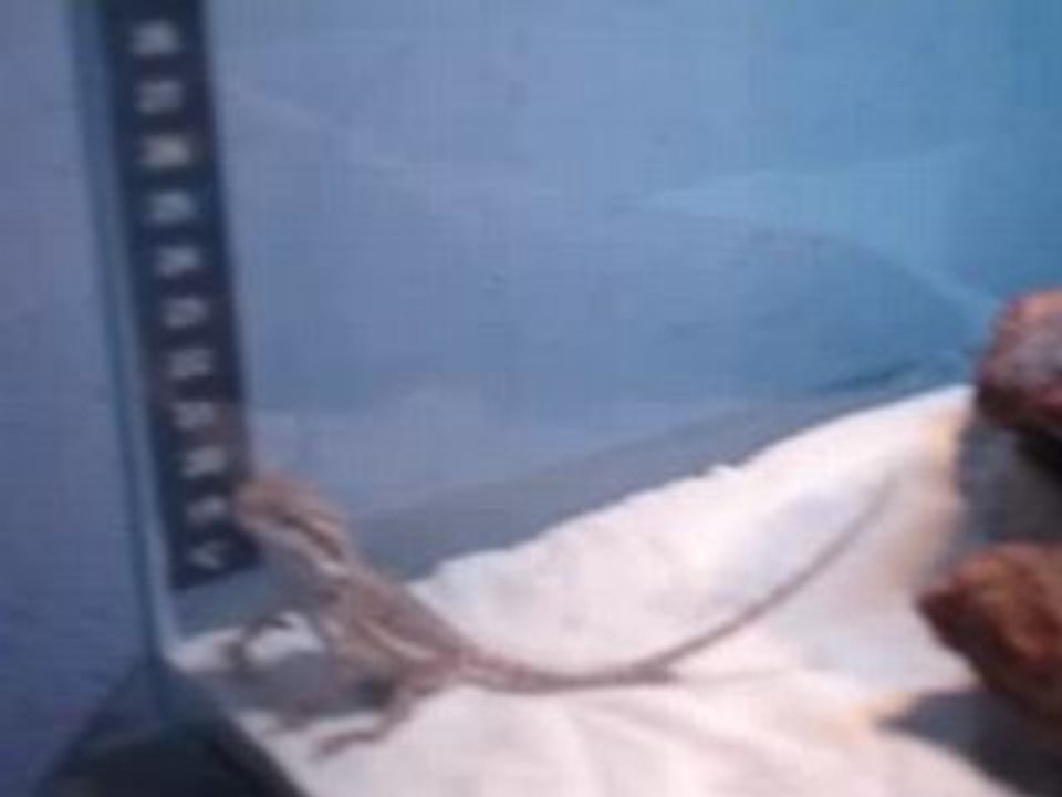 BB pogona