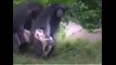 Funny Monkeys - Funny Animal Videos Compilation of the Funniest Animals   monkeys time