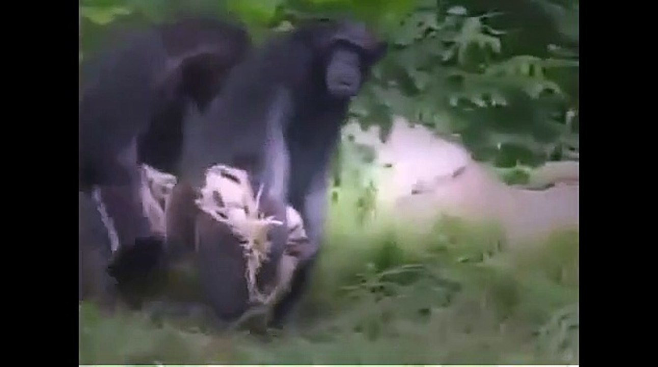 Funny Monkeys - Funny Animal Videos Compilation of the Funniest Animals   monkeys time