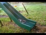 FUNNY GIF COMPILATION   NEW FUNNY ANIMAL VINES AND GIFS