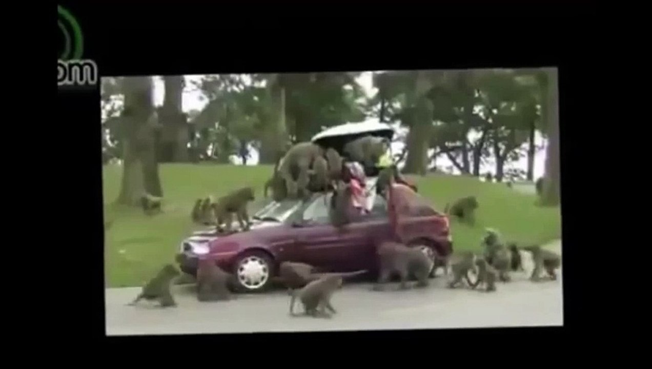 When animal attack human  rhino  elephant attack funny compilation HD ll 2015