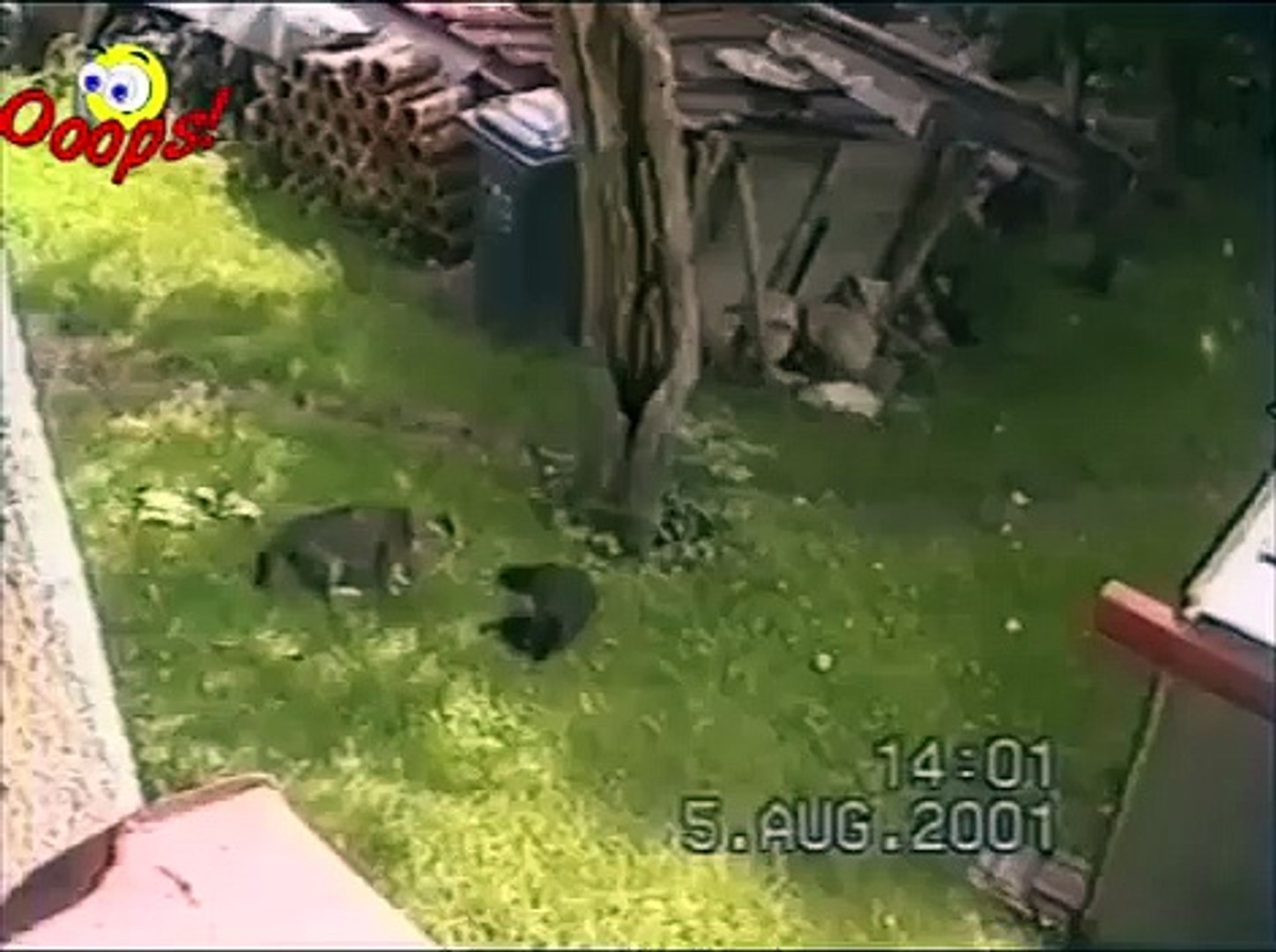Funny Animals   Funny Animal Attacks (2)