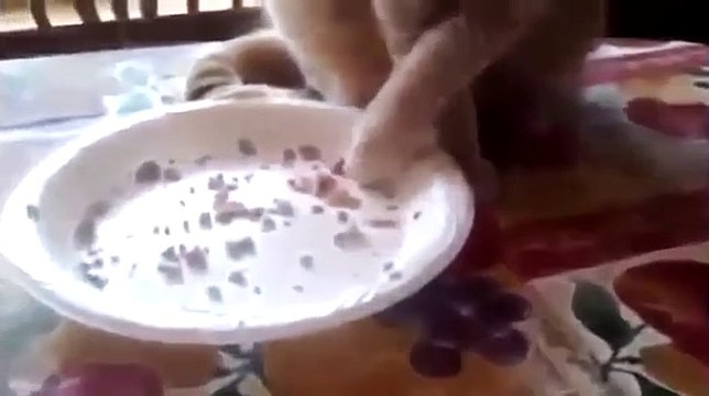 Funny cat videos Weird Cat Eating Method Video Funny Animal Videos funny videos