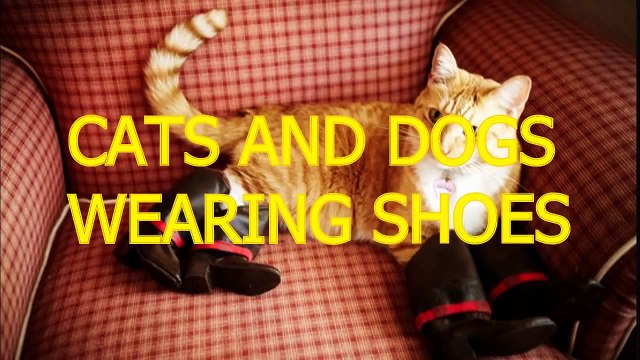 Cats and dogs wearing shoes Funny animal compilation (2)