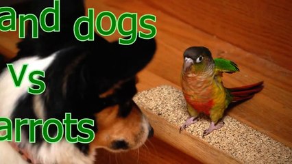 Cats and dogs vs parrots   Funny and cute animal compilation (4)