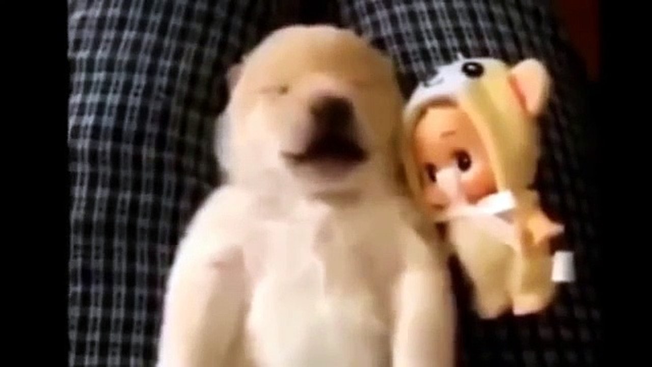 Приколы с животными. Смешные животные. Funny animal