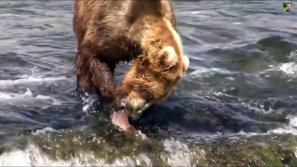 Funny Animal Voice Over - Bear Catches Fish