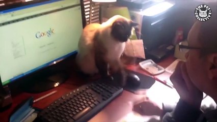 Office Pets   Funny Pet Compilation