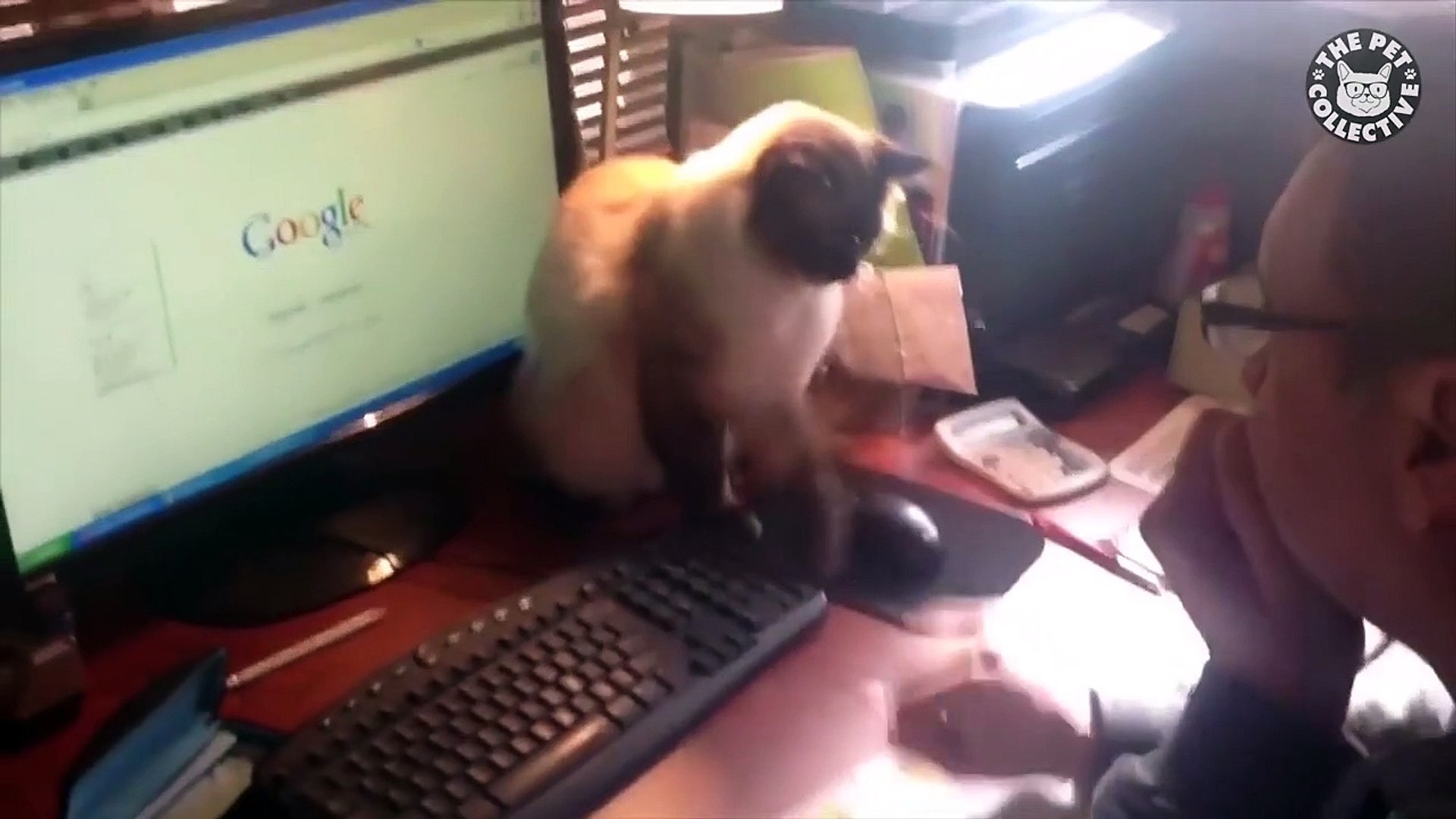 ⁣Office Pets   Funny Pet Compilation